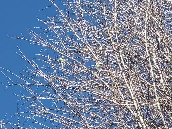 阿佐ヶ谷神明宮の自然