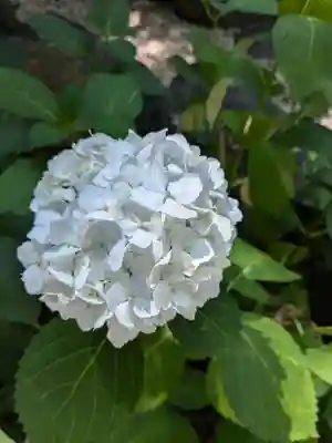 琴似神社(北海道)