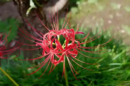 福王山  慈眼寺の自然