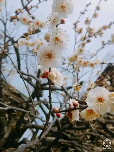 北野天満宮の自然