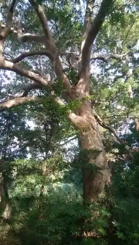 熱田神社の自然