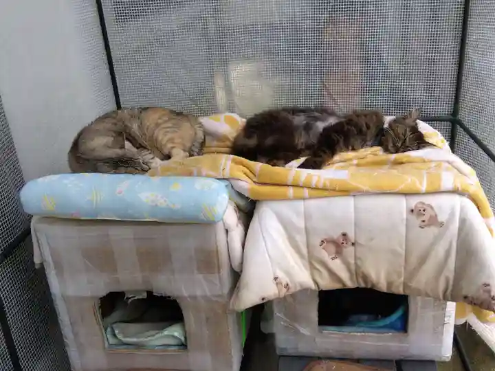 御誕生寺(猫寺)(福井県)