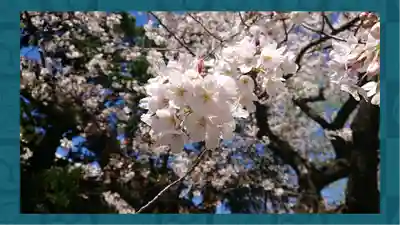 浅草神社(東京都)