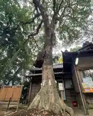 氷川女體神社(埼玉県)