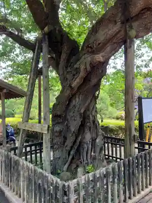 大松寺(神奈川県)