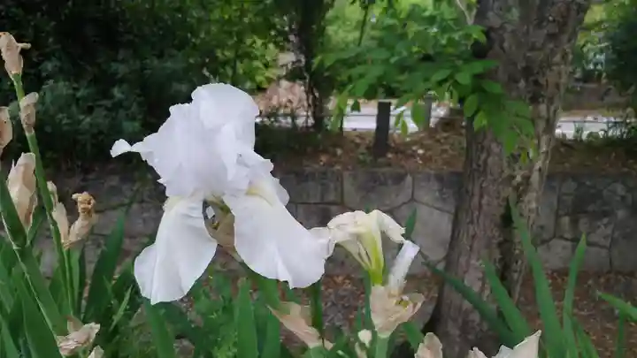 平野神社の自然