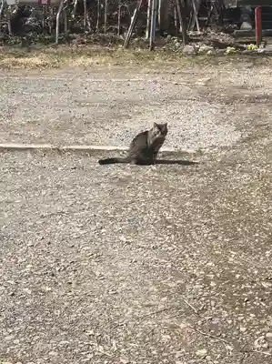 浅草観音寺の動物