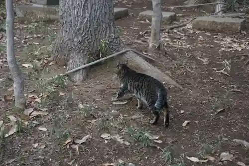 天形星神社の動物