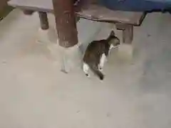 志都岐山神社の動物