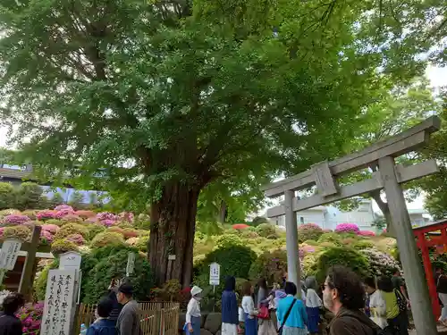 根津神社(東京都)