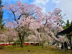 醍醐寺(京都府)