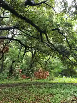 明治神宮(東京都)