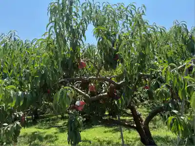 若松神社(山梨県)