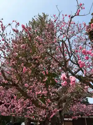 射水神社の{uncategorized: "未分類", other: "その他", undefined: "問題あり", building: "その他建物", grave: "お墓", sacred_gate: "鳥居", guardian: "狛犬", statue: "像", buddha: "仏像", history: "歴史", nature: "自然", garden: "庭園", animal: "動物", pagoda: "塔", temizu: "手水舎", mountain_gate: "山門・神門", sanctuary: "本殿・本堂", subordinate: "末社・摂社", art: "芸術", scenery: "景色", jizo: "地蔵", ema: "絵馬", goshuin: "御朱印", omikuji: "おみくじ", items: "授与品その他", amulet: "お守り", goshuincho: "御朱印帳", eats: "食事", festival: "お祭り", votive_dance: "神楽", shichigosan: "七五三参", wedding: "結婚式", experience: "体験その他", initially: "初詣", around: "周辺", anti_infection: "感染症対策"}