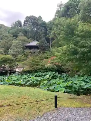 知恩院(京都府)