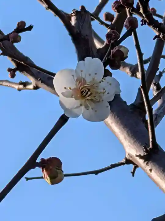 瑞円寺(東京都)