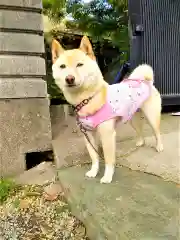 福島八幡宮の動物