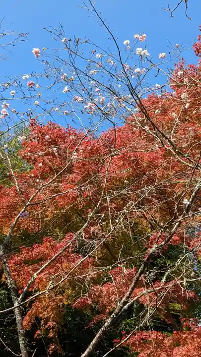 二尊院(京都府)