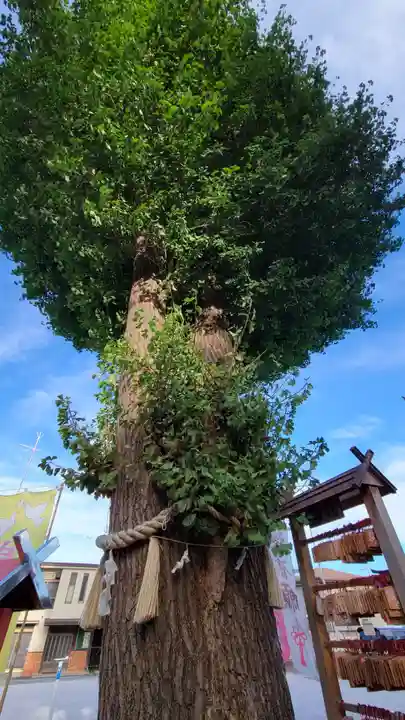 川越八幡宮の自然