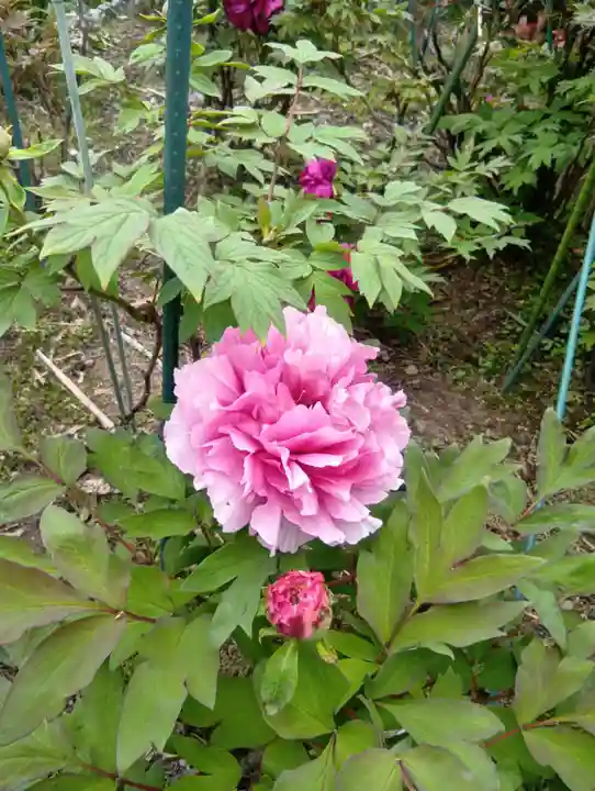 本覚寺(岐阜県)