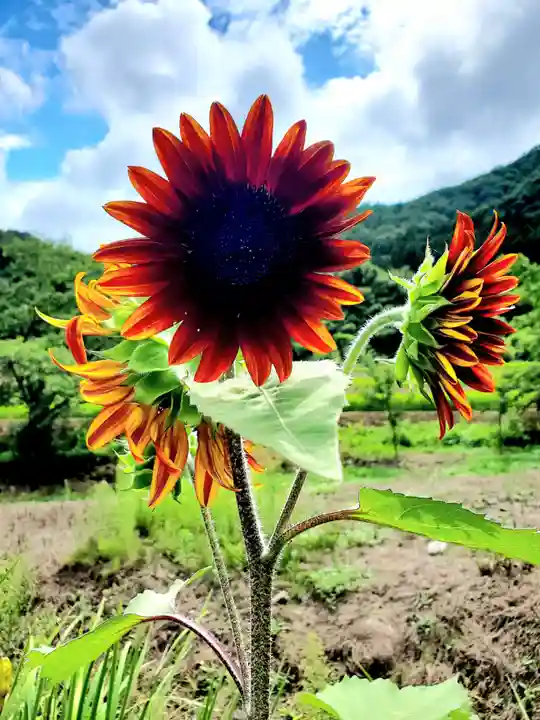 高司神社〜むすびの神の鎮まる社〜(福島県)