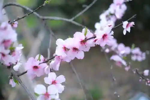平野神社の自然