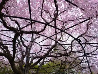 退蔵院(京都府)