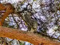 厚真神社(北海道)