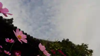 般若寺 ❁﻿コスモス寺❁(奈良県)