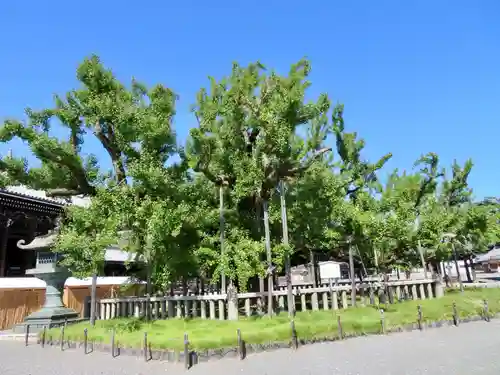 本願寺（西本願寺）の自然