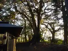 天満神社の自然