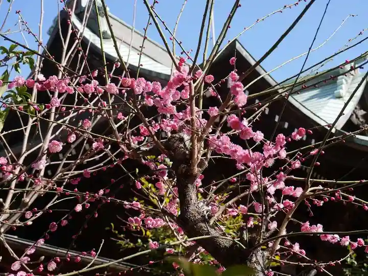 桜神宮の自然