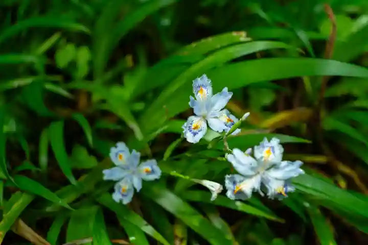 戸隠神社宝光社(長野県)