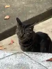 玉野御嶽神社の動物