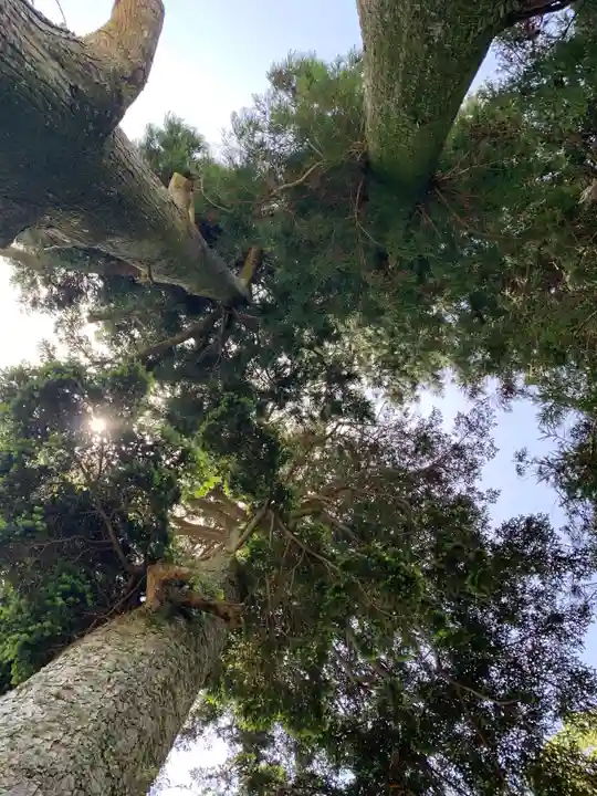 香取神社の自然