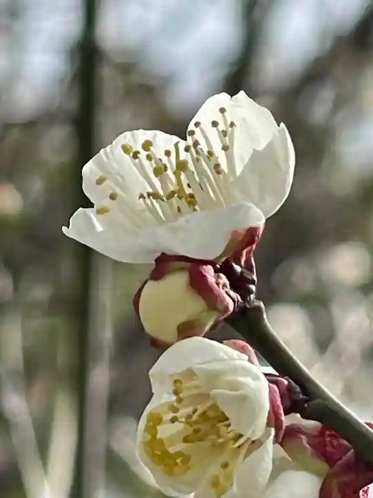 梅宮大社の自然