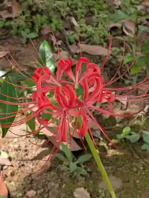 天満天神社(神奈川県)