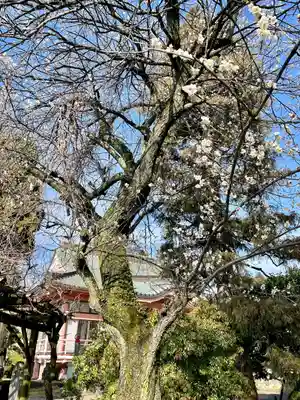 台林寺(栃木県)