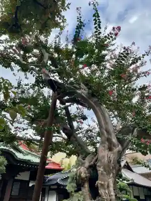 称名寺(東京都)