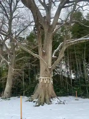 水戸八幡宮の{uncategorized: "未分類", other: "その他", undefined: "問題あり", building: "その他建物", grave: "お墓", sacred_gate: "鳥居", guardian: "狛犬", statue: "像", buddha: "仏像", history: "歴史", nature: "自然", garden: "庭園", animal: "動物", pagoda: "塔", temizu: "手水舎", mountain_gate: "山門・神門", sanctuary: "本殿・本堂", subordinate: "末社・摂社", art: "芸術", scenery: "景色", jizo: "地蔵", ema: "絵馬", goshuin: "御朱印", omikuji: "おみくじ", items: "授与品その他", amulet: "お守り", goshuincho: "御朱印帳", eats: "食事", festival: "お祭り", votive_dance: "神楽", shichigosan: "七五三参", wedding: "結婚式", experience: "体験その他", initially: "初詣", around: "周辺", anti_infection: "感染症対策"}