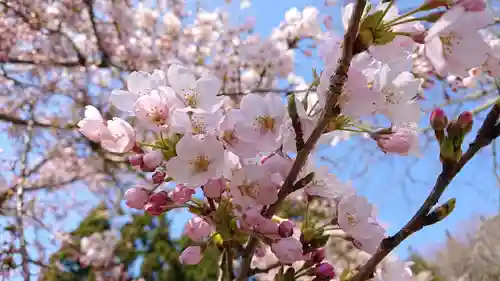 壽徳寺 じゅとくじの自然