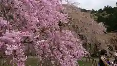 清雲寺の自然