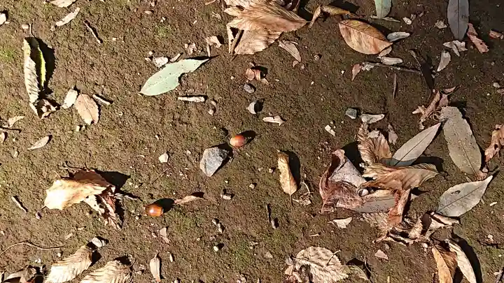 東蕗田天満社の自然