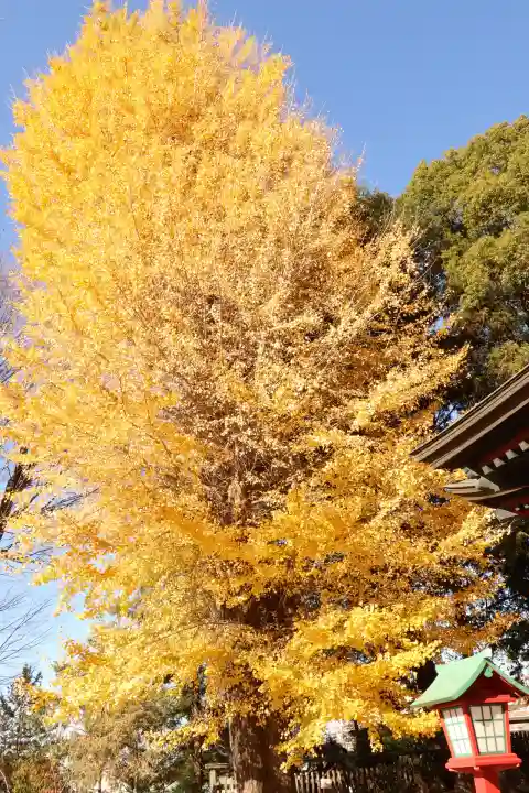 下野國一社八幡宮(栃木県)