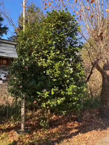 山梨縣護國神社の自然