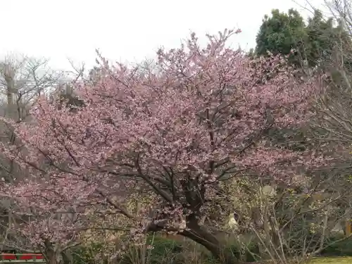 鶴岡八幡宮の自然