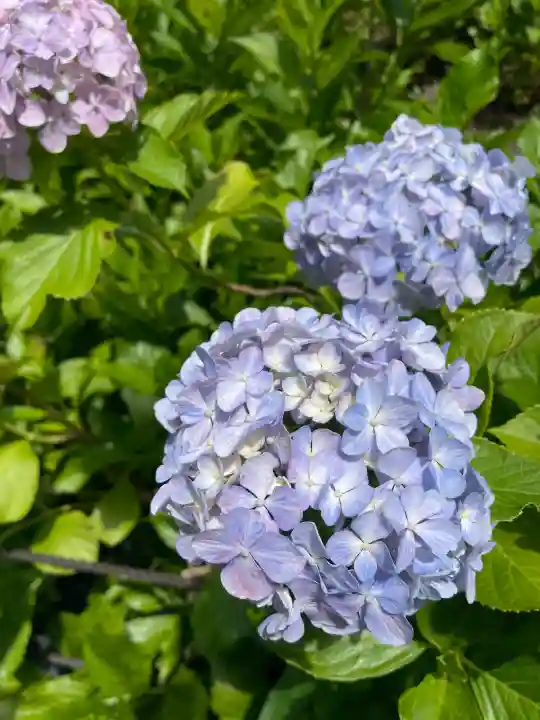 三室戸寺の{uncategorized: "未分類", other: "その他", undefined: "問題あり", building: "その他建物", grave: "お墓", sacred_gate: "鳥居", guardian: "狛犬", statue: "像", buddha: "仏像", history: "歴史", nature: "自然", garden: "庭園", animal: "動物", pagoda: "塔", temizu: "手水舎", mountain_gate: "山門・神門", sanctuary: "本殿・本堂", subordinate: "末社・摂社", art: "芸術", scenery: "景色", jizo: "地蔵", ema: "絵馬", goshuin: "御朱印", omikuji: "おみくじ", items: "授与品その他", amulet: "お守り", goshuincho: "御朱印帳", eats: "食事", festival: "お祭り", votive_dance: "神楽", shichigosan: "七五三参", wedding: "結婚式", experience: "体験その他", initially: "初詣", around: "周辺", anti_infection: "感染症対策"}