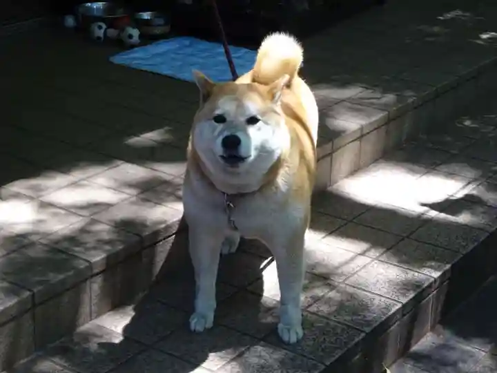 笠䅣稲荷神社の動物