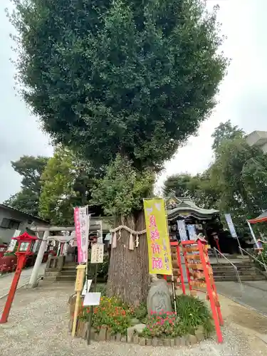 川越八幡宮の自然