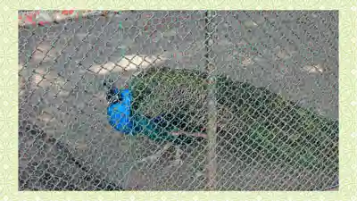 岩槻久伊豆神社(埼玉県)